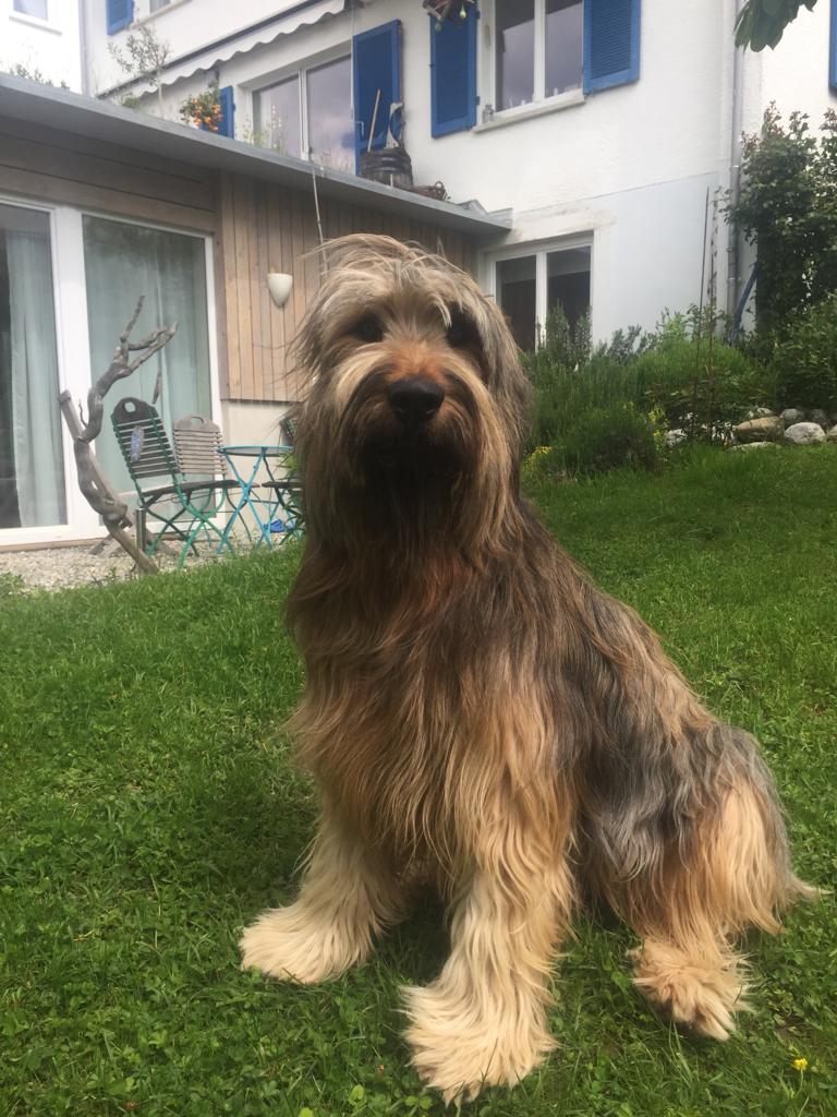 Wäller von der Straubenhalde